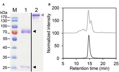 In Planta Glycan Engineering and Functional Activities of IgE Antibodies